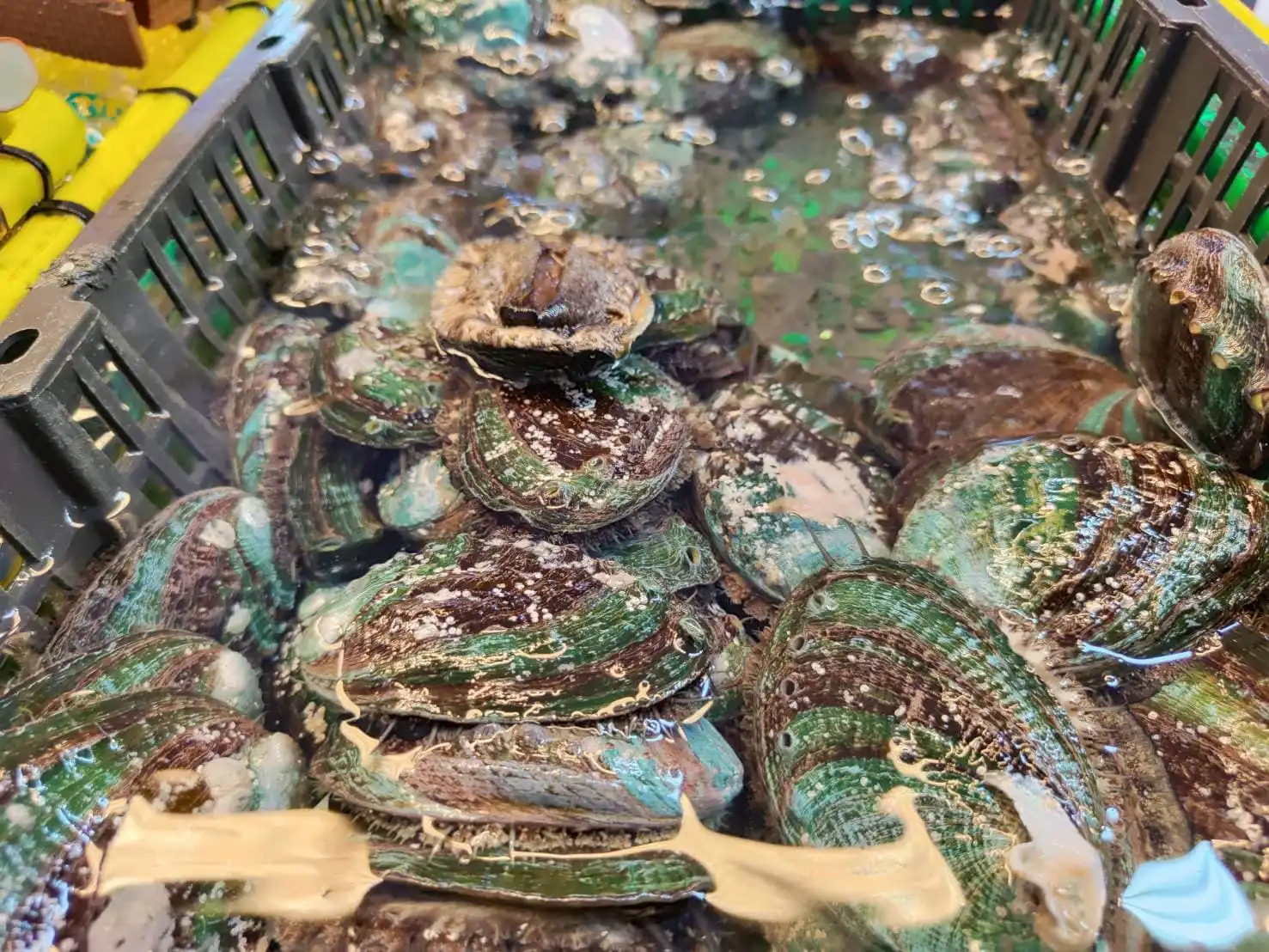 台灣市場中的鮑魚指的大部分都是本土種的九孔鮑。