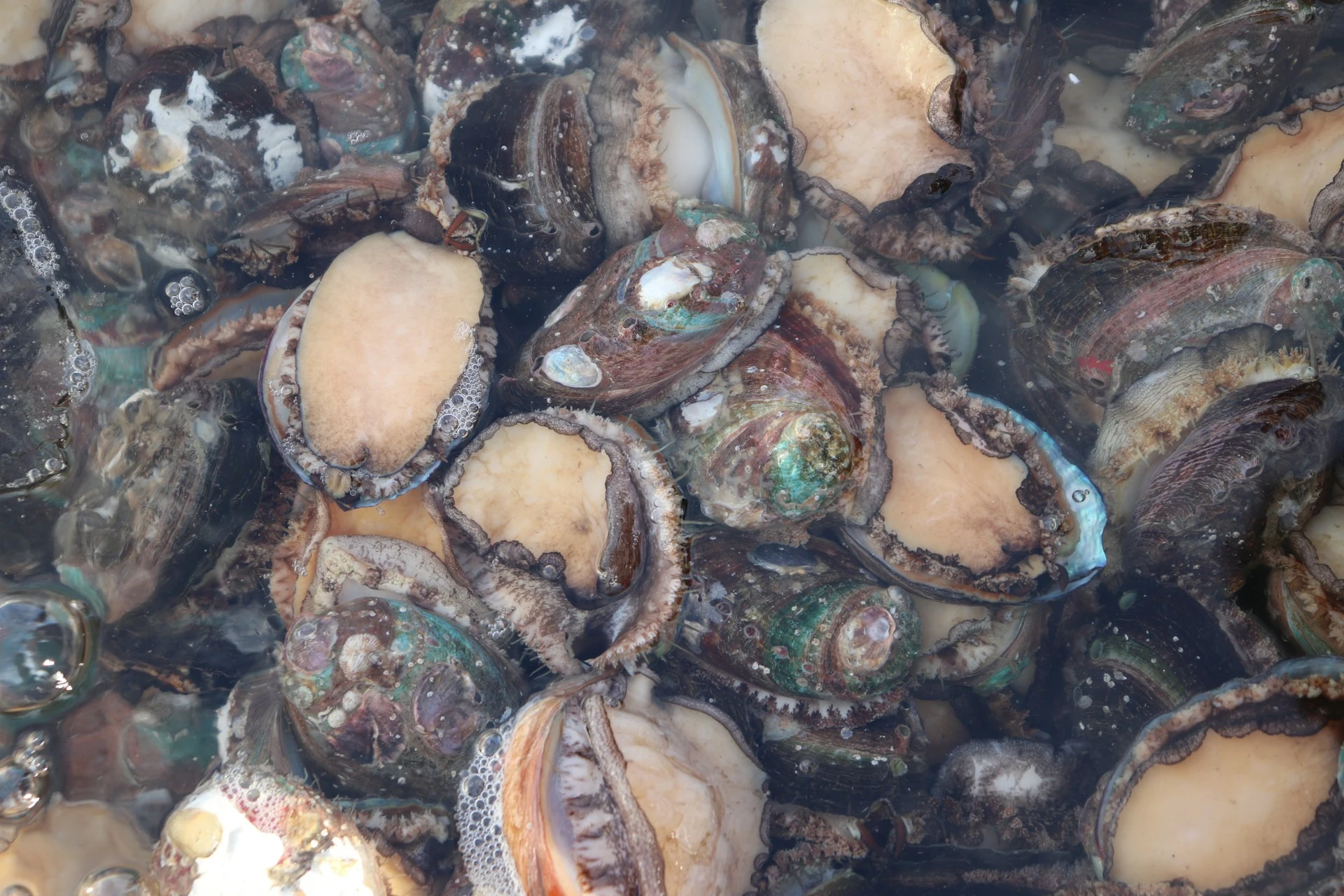 九孔鮑魚因為可人工養殖量產，價格比起鮑魚更為平價。