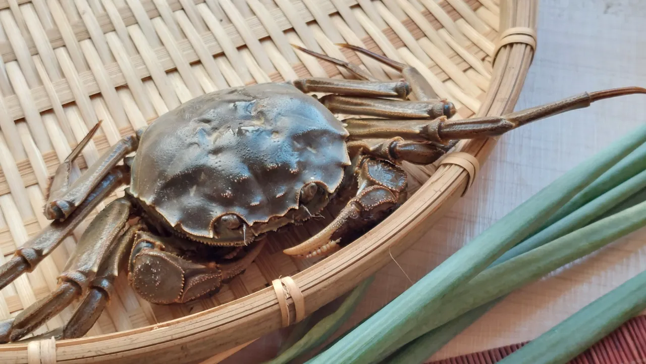 大閘蟹原產中國長江流域，成熟後往返淡水與河口洄游繁殖，台灣僅開放官方認證養殖場進口，確保食安與品質。