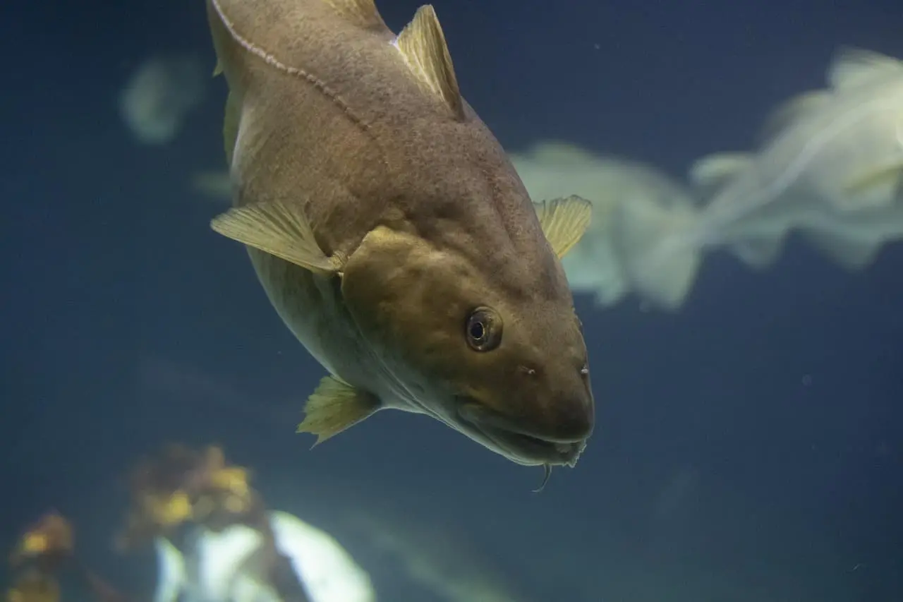 鱈魚這個名稱是台灣人耳熟能詳的魚種，但卻很少人真的知道牠的全貌。