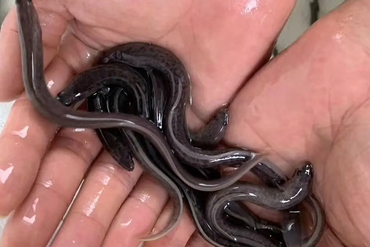 台灣鰻魚養殖與加工技術優異，是鰻魚能外銷日本的關鍵因素。