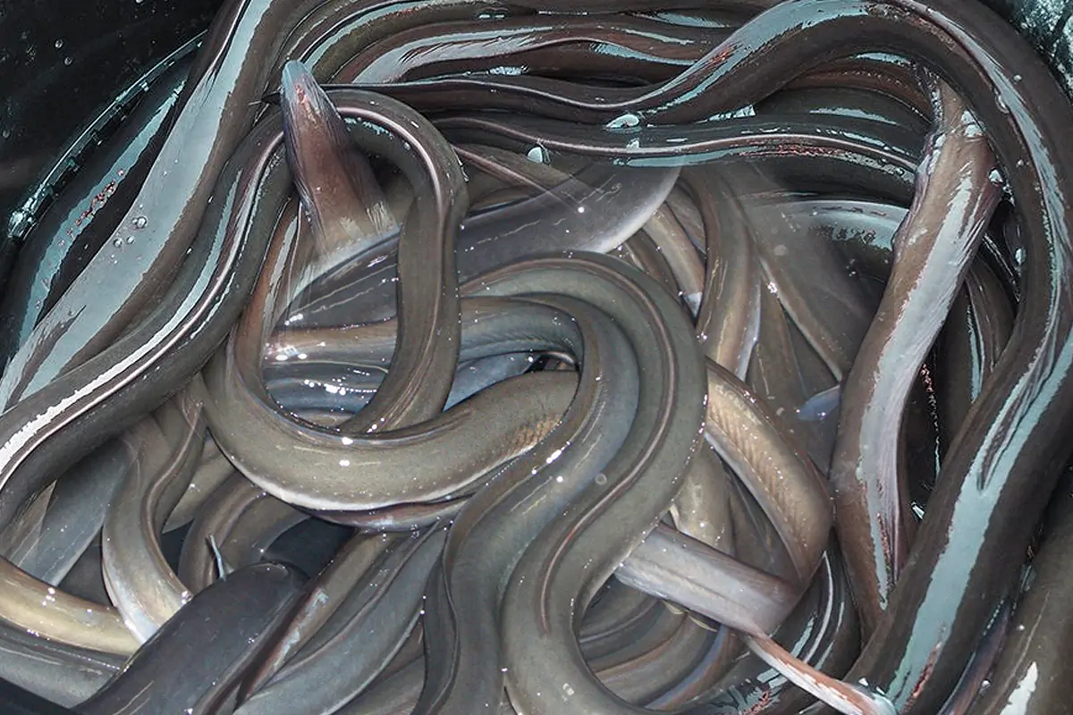 一般所說的鰻魚指的是日本鰻，牠從捕獲培育到生產出商品過程繁複，導致價格高昂。