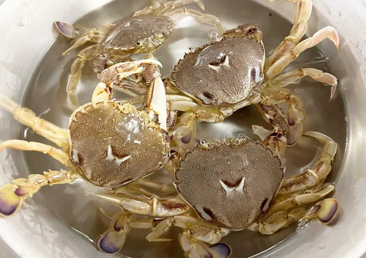 牛蹄蟹以肉質飽滿鮮甜著稱，搭配濃郁蟹膏與細膩蟹黃，部分軟殼個體更可輕鬆享用完整蟹肉，是兼具口感與鮮味的人氣螃蟹。
