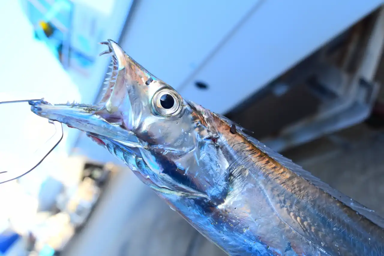 白帶魚產季是幾月？油帶魚和白帶魚怎麼分？老饕挑選鮮度 3 技巧