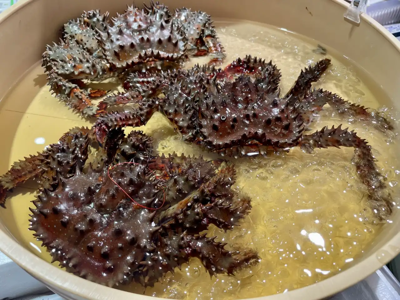 花咲蟹因地名與熟後如花綻放而得名，與帝王蟹同屬近緣物種，並以夏季限定的稀有產季成為北海道四大名蟹中最具季節價值的代表。