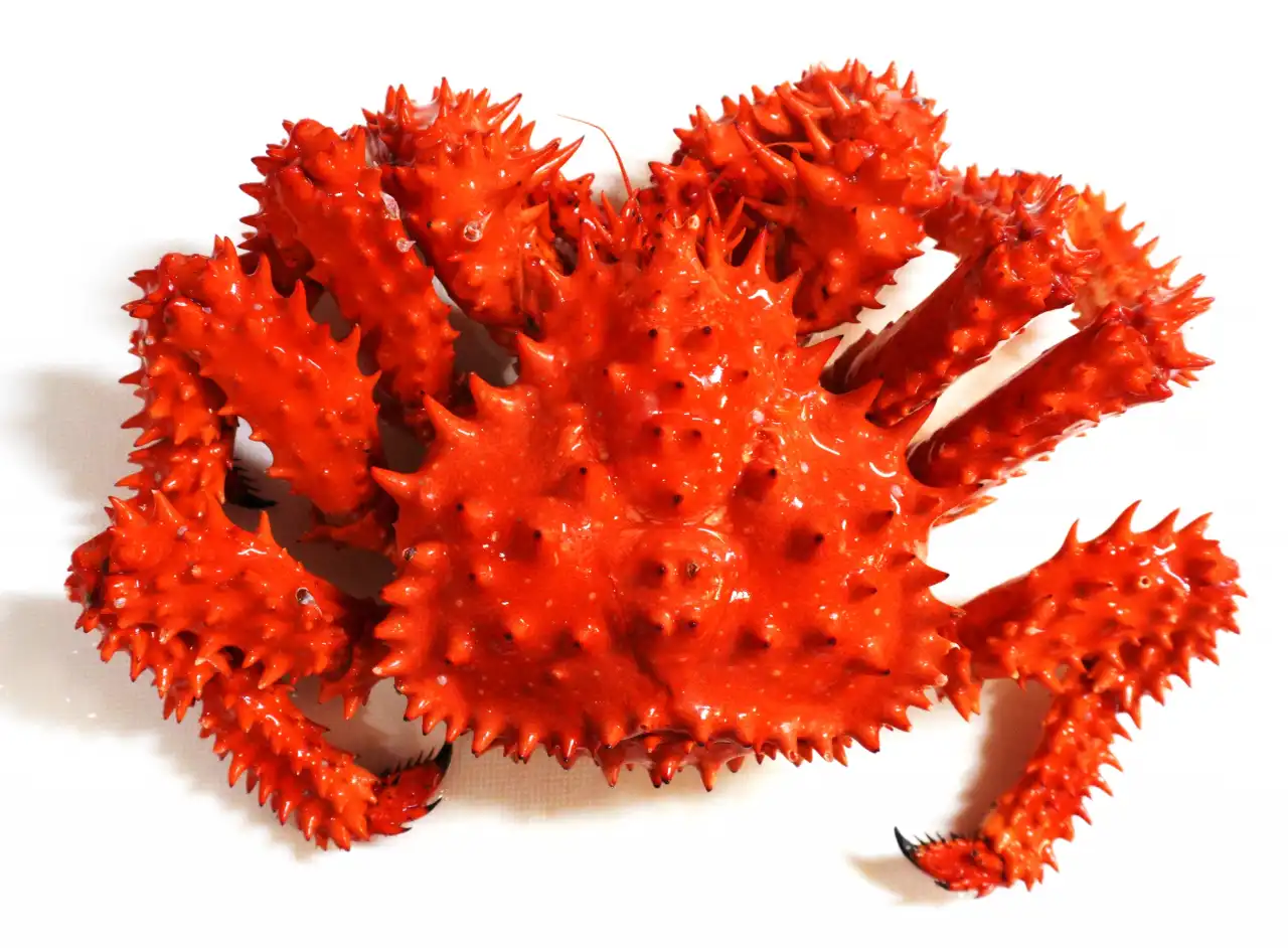 花咲蟹以根室半島為全球核心漁場，受嚴格生態管制形成夏季限定產季，並因產地差異在風味與市場定位上區隔出頂級價值。