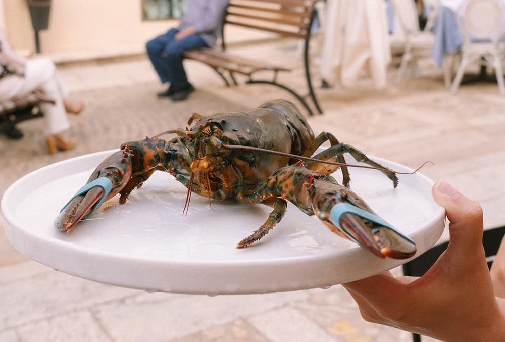 boston lobster