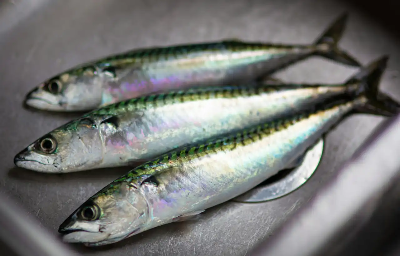 挪威鯖魚：經濟實惠的 Omega-3 來源