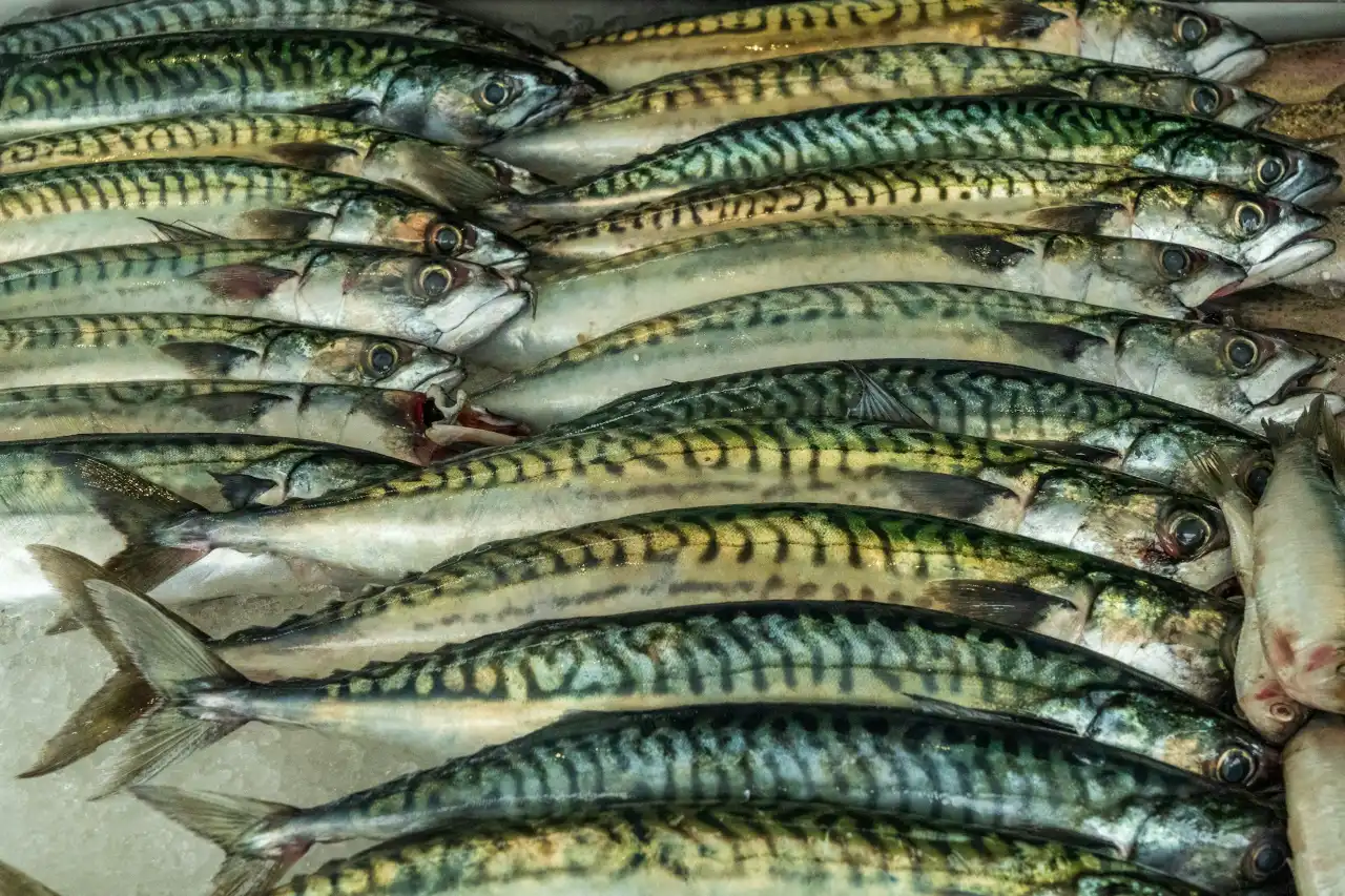 挪威鯖魚與台灣鯖魚在品種、外觀、油脂、產地與永續漁業各具特色,展現不同風味與來自海洋的珍貴價值。
