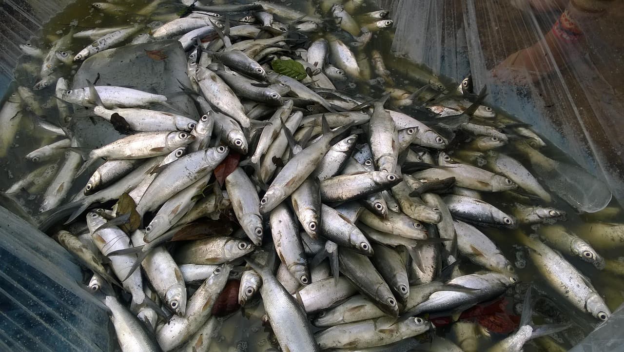 虱目魚