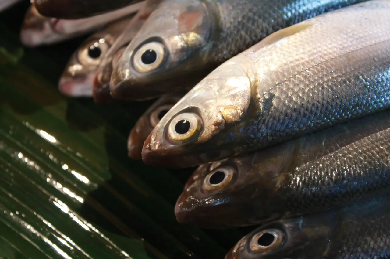 淺坪式魚肉緊實清爽、深水式油脂厚實滑嫩、漁電共生口感介於兩者之間，不同養殖方式會直接影響虱目魚的風味與油脂表現。
