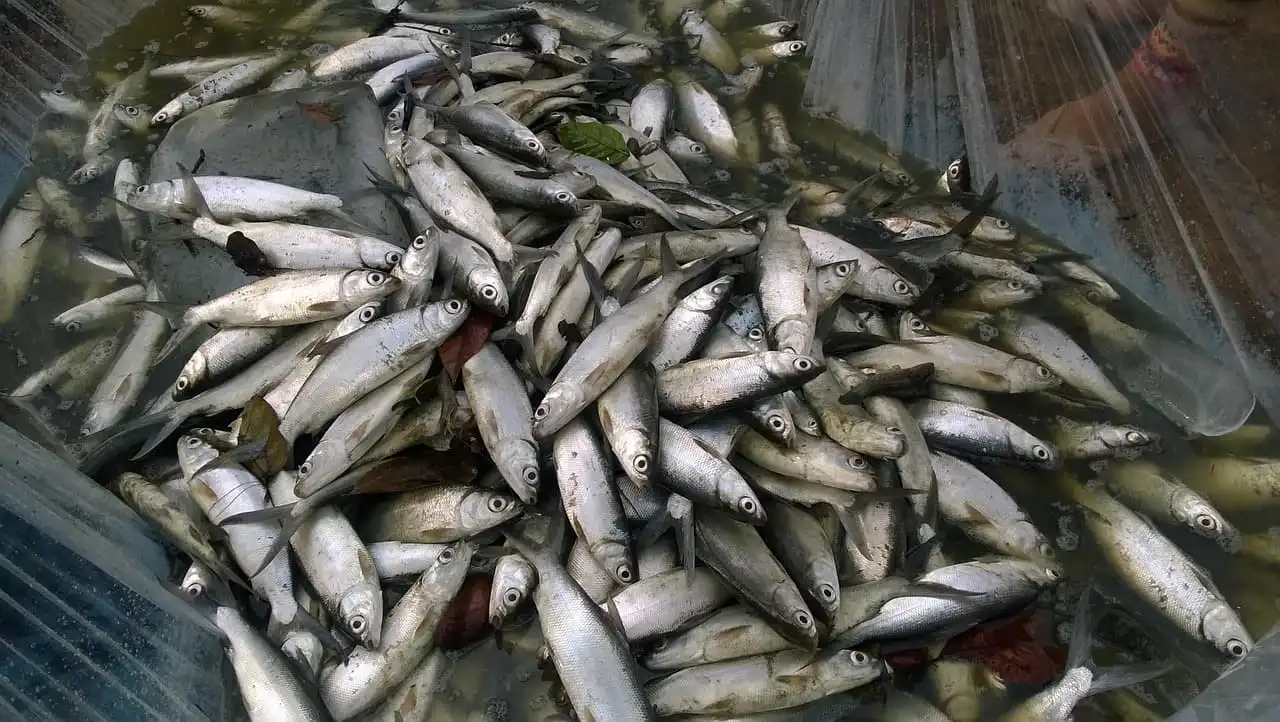 台南西南沿海養殖佔全台逾半產量，結合完整去刺與加工產業鏈，使其成為台灣虱目魚的核心代名詞。