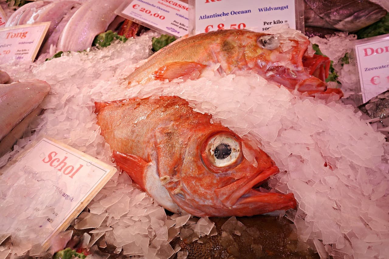 紅鮋魚