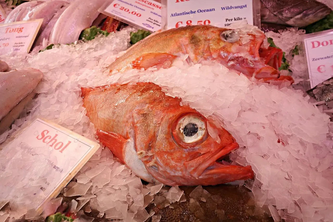 紅鮋魚是北太平洋深海魚,擁有鮮紅外型、細緻少刺的肉質,常被稱為紅魚或石狗公,但與台灣本地石狗公及紅槽並非同一種魚。