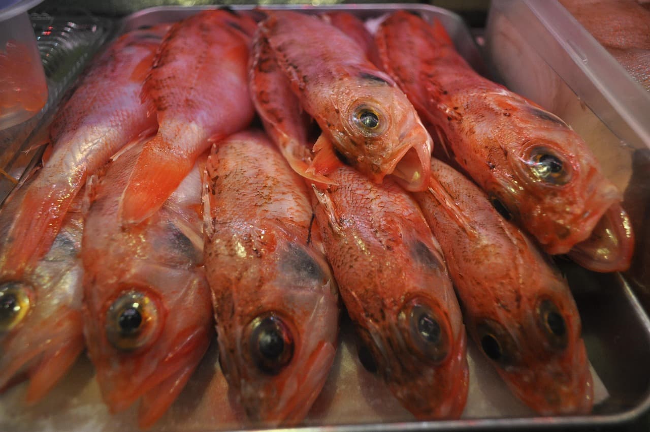 紅鮋魚