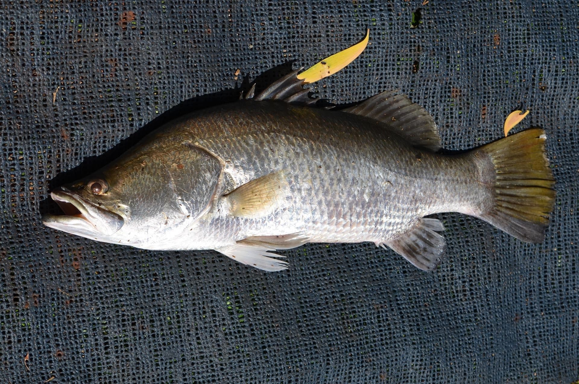 鱸魚