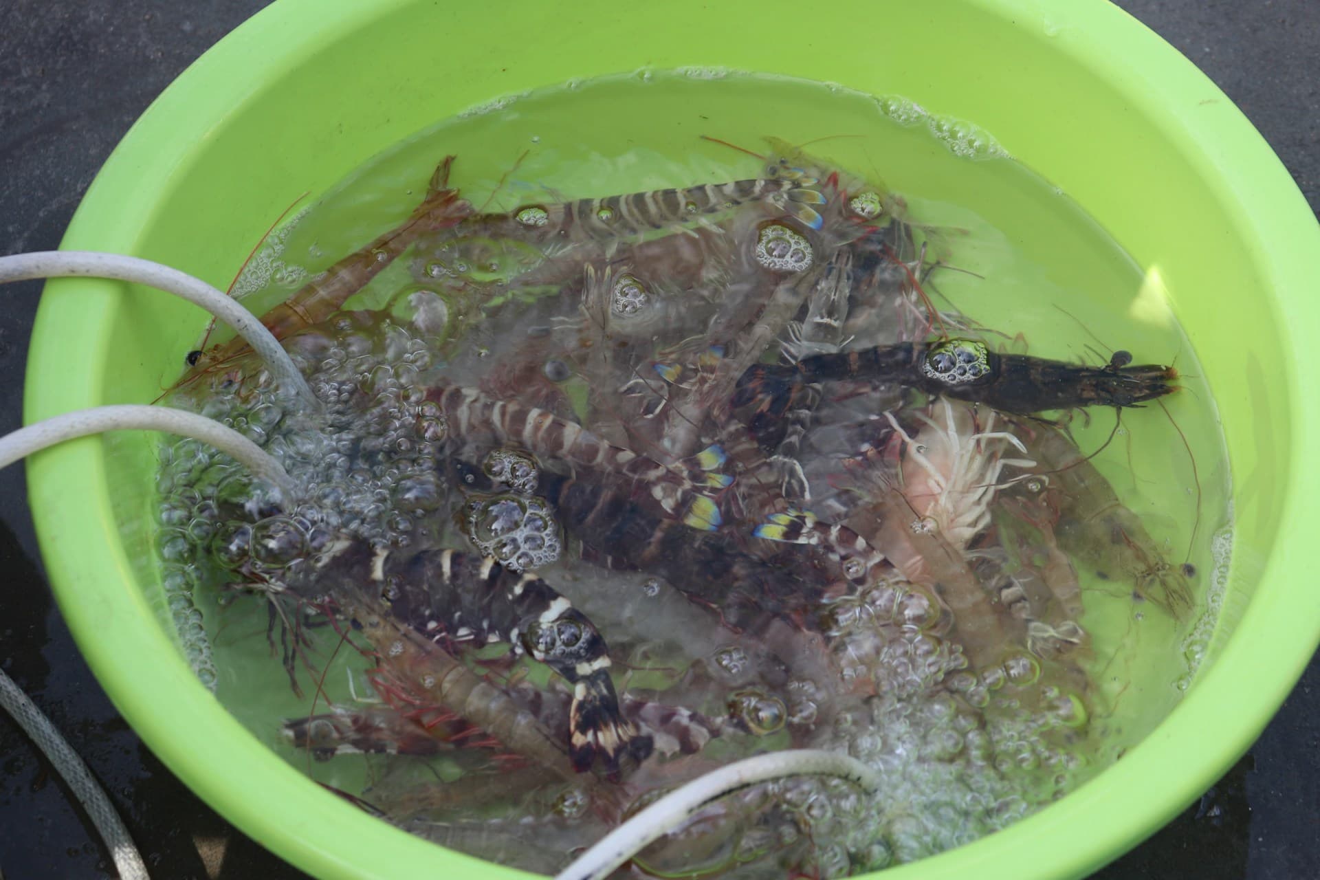 草蝦學名為斑節對蝦,是對蝦中體型最大的物種。