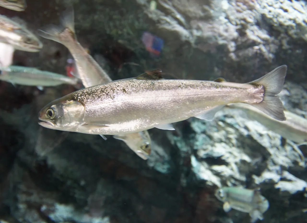 市場上所稱的「白鮭」多指太平洋大麻哈魚 Chum Salmon，學名 Oncorhynchus keta；但生物分類的「白鮭屬」則是 Coregonus 淡水魚類，兩者並非同一魚種，購買時需先確認名稱與學名。