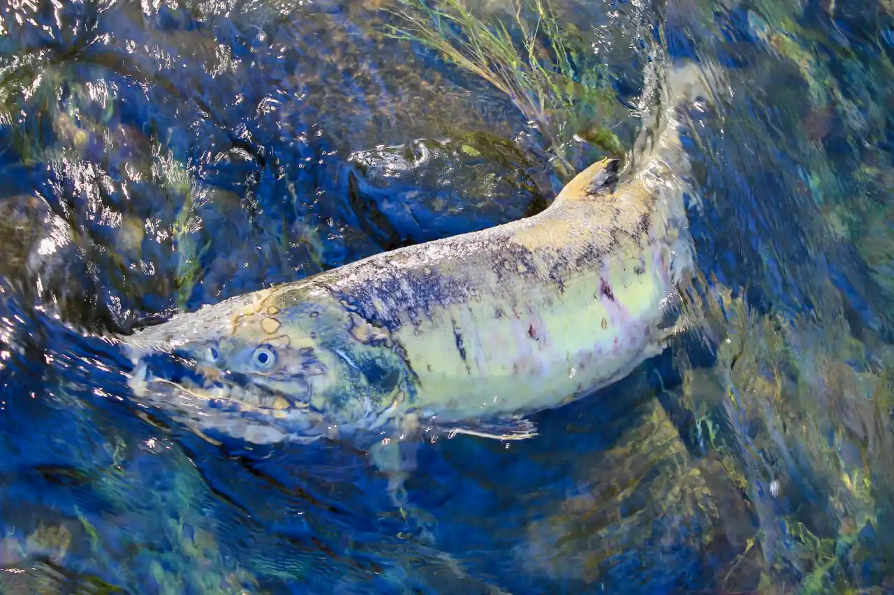 銀鮭又稱 Coho Salmon,學名 Oncorhynchus kisutch,屬太平洋鮭魚,海洋期呈銀白與金屬藍色;台灣市售來源以智利養殖與北美野生捕撈為主,兩者在油脂、風味與料理表現上各具特色。