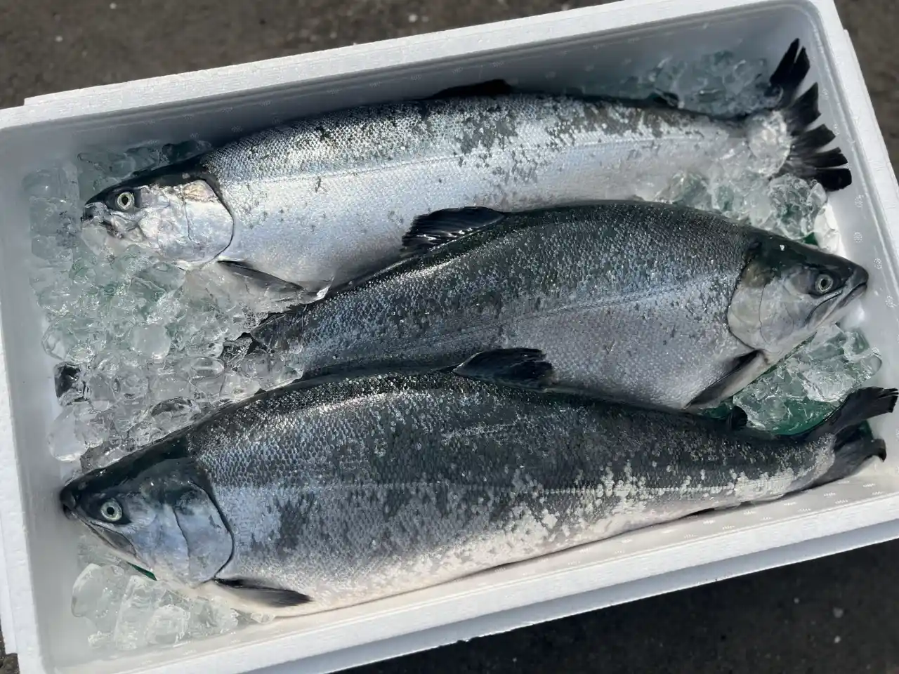 銀鮭油脂適中、風味鮮甜,掌握來源、生食規格與切型選擇,再搭配鹽漬保水與適當火候,菲力適合嫩煎與味噌漬,輪切適合鹽烤與炙燒,輕鬆做出嫩而不柴的鮭魚料理。