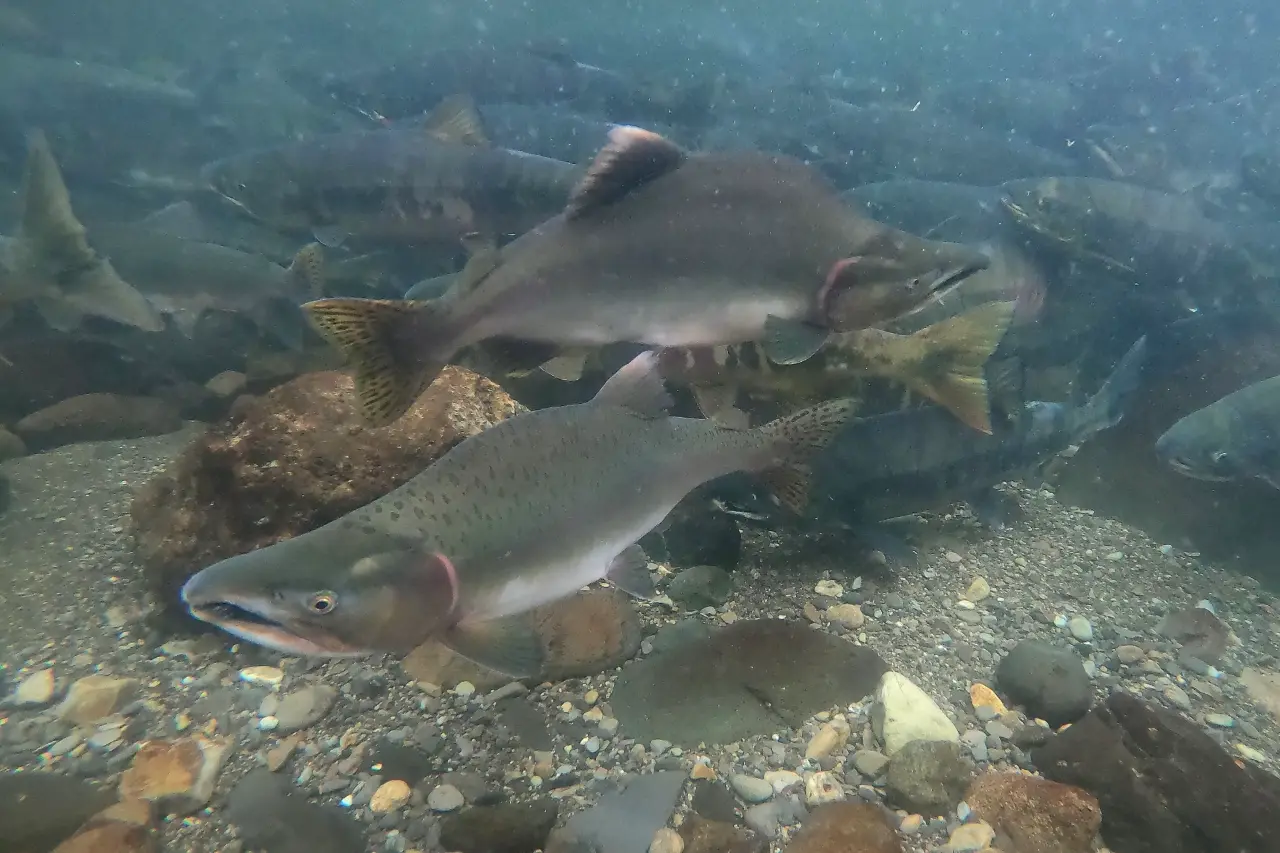 粉鮭又稱粉紅鮭、駝背鮭，學名 Oncorhynchus gorbuscha，是太平洋鮭魚中體型較小且數量豐富的品種，主要分布於阿拉斯加、加拿大與俄羅斯；鮮明的兩年生命週期也使其漁獲與市場供應呈現奇偶年差異。