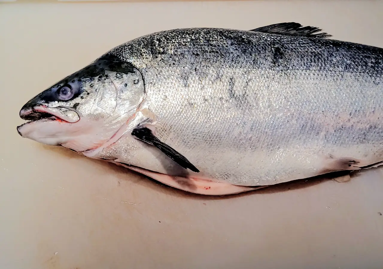 大西洋鮭學名為 Salmo salar,台灣常見的挪威鮭魚與智利鮭魚多屬此物種的養殖鮭魚;原生野生族群則來自北大西洋,市售產品主要以養殖來源為主,產地與養殖方式會影響油脂、肥滿度與口感。