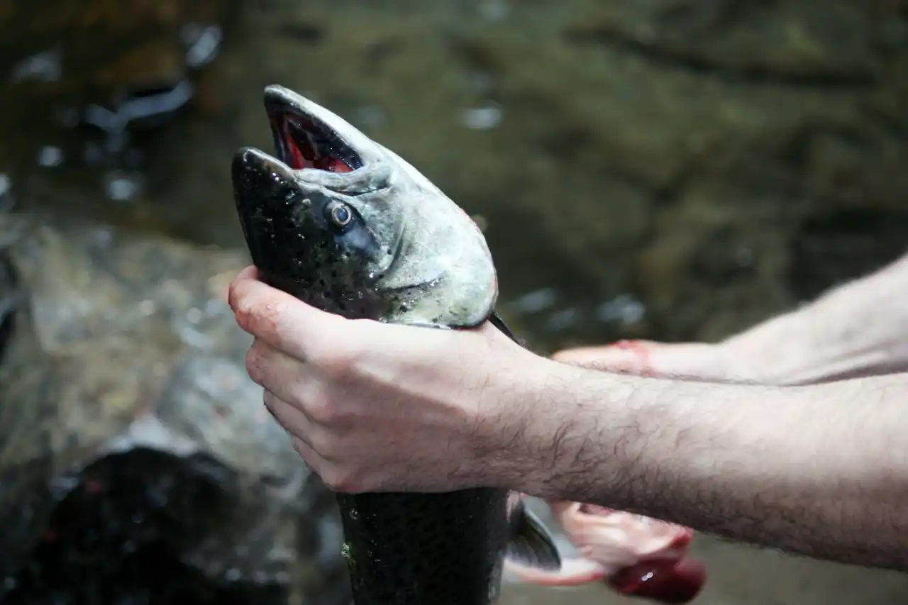 養殖鮭魚與野生鮭魚差在哪