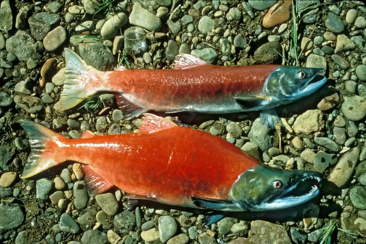 野生紅鮭肉色鮮紅，主要來自攝食磷蝦與浮游甲殼類所累積的天然蝦紅素；其生命周期高度依賴冷冽淡水與海洋環境，目前市場供應以北太平洋野生捕撈為主。
