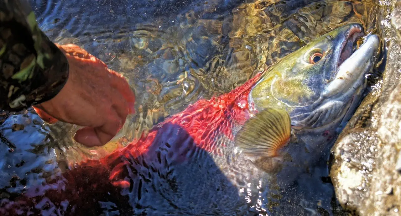 紅鮭、大西洋鮭與帝王鮭在來源、油脂、肉質與料理方式上各有差異，紅鮭肉質紮實、風味濃郁，大西洋鮭油脂豐厚滑嫩，帝王鮭則兼具細緻口感與高油脂特色。