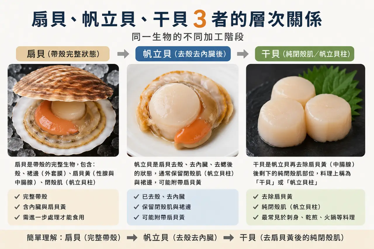 扇貝、帆立貝與干貝其實是同一生物不同加工階段,帶你一次了解三者關係、帆立貝柱、帶子與瑤柱的名稱差異。