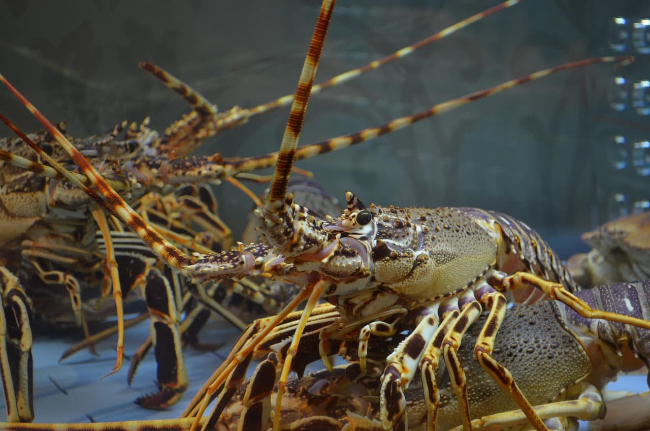 spiny lobster