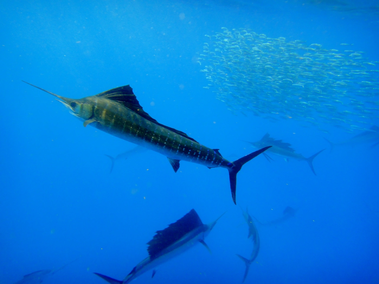 從旗魚舅、旗魚大劍到旗魚丸，掌握旗魚家族的分類特色、價格差異與選購重點，就能依照料理需求挑選最適合的旗魚美味。