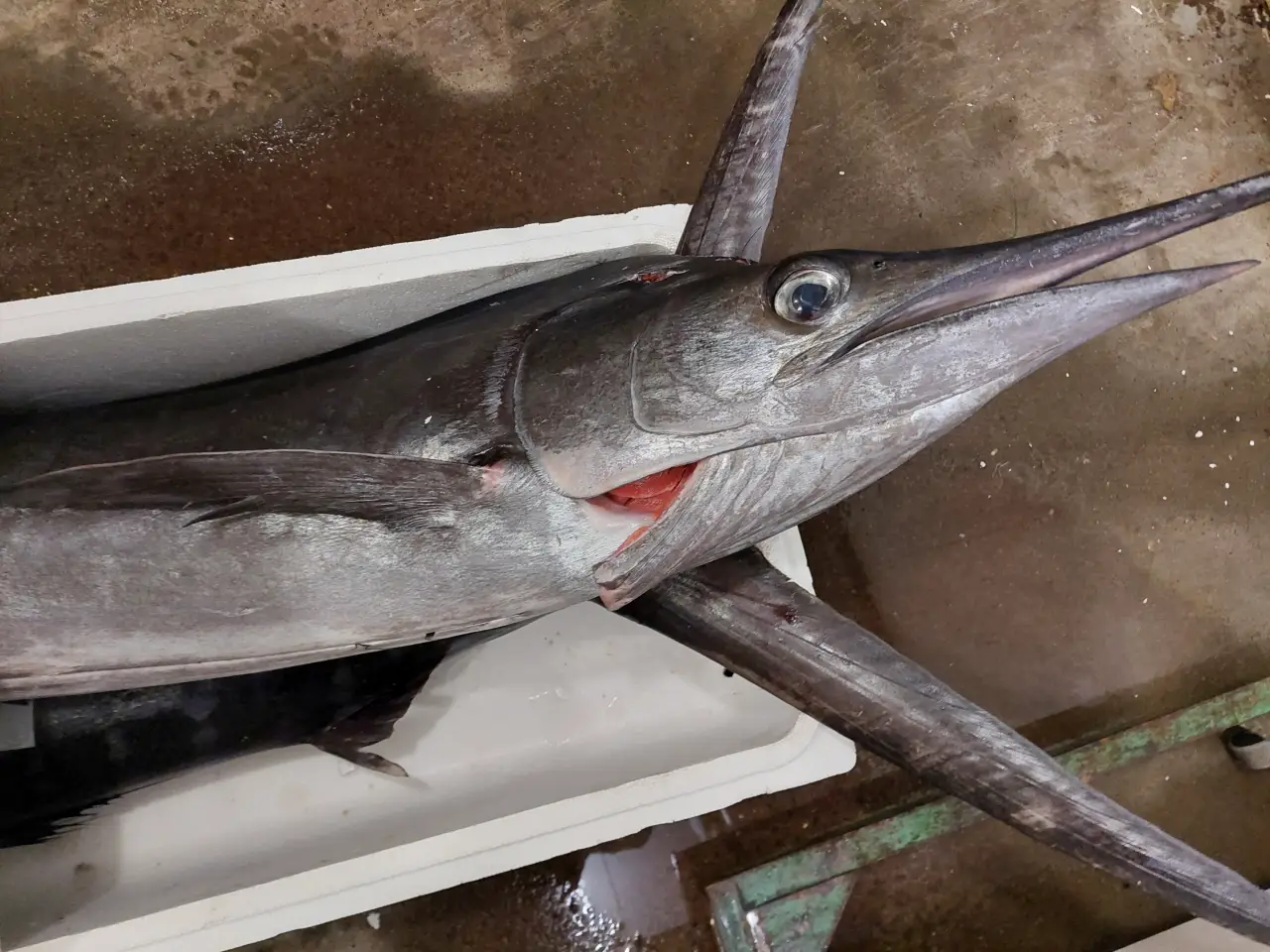 全台最大旗魚產地在哪？深度解析台東成功鏢旗魚文化、最佳產季與必吃餐廳