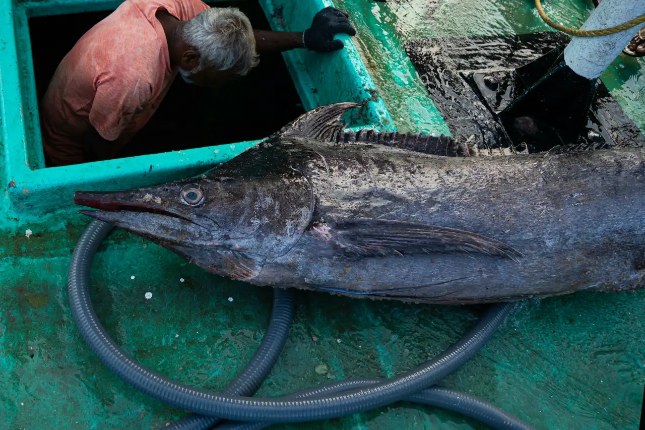 旗魚標誌性的「大劍」其實是由頭骨延伸形成的吻骨，不僅是捕食利器，更是高速游泳的重要流體力學結構，展現海洋頂級掠食者獨特的演化智慧。
