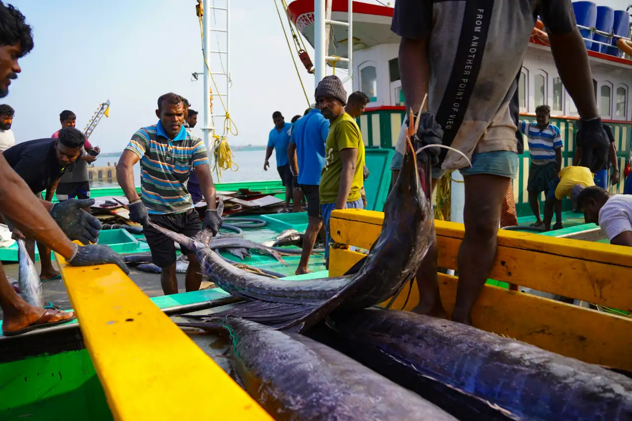 旗魚丸以旗魚魚漿製成，挑選時掌握「看色澤、看成分、試彈性」三大重點，就能選出高魚肉比例、無過度添加且鮮味十足的優質旗魚丸。