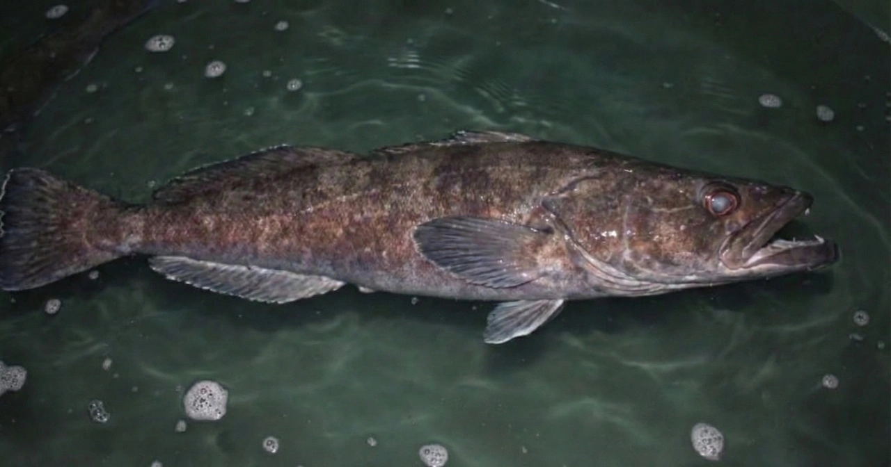 圓鱈最早稱為犬牙魚，又有智利海鱸、法國銀鱈、美露鱈等多種商品名。