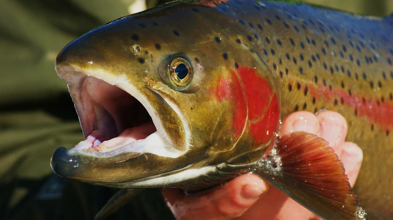 虹鱒學名 Oncorhynchus mykiss,屬鮭科麻哈魚屬,原產北美太平洋沿岸與堪察加半島;因適應冷水環境,日治時期引進台灣高山養殖,但逃逸個體可能與櫻花鉤吻鮭競爭棲地與食物。