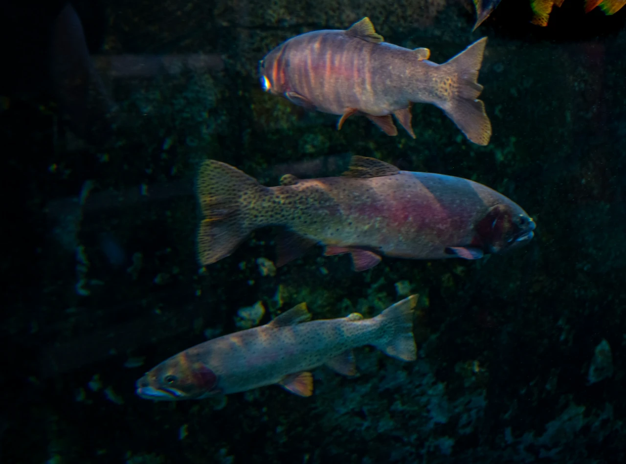 虹鱒屬高蛋白、相對低脂的魚種,每100克生魚約含19.6克蛋白質、154大卡,並富含維生素E、D、鐵質及Omega-3脂肪酸EPA、DHA,營養組成均衡。