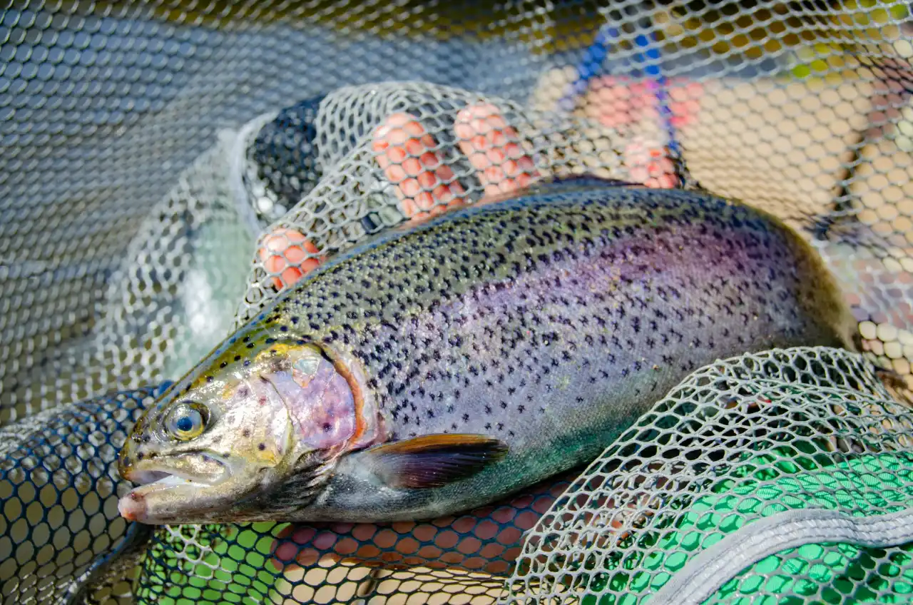 虹鱒與大西洋鮭魚可從外觀、肉色、脂肪與口感辨識:虹鱒體型較小、帶紅色側線、肉色淡粉且少油;大西洋鮭體型較大、肉色橘紅、脂肪紋寬厚,兩者棲息環境與生食條件也不同。