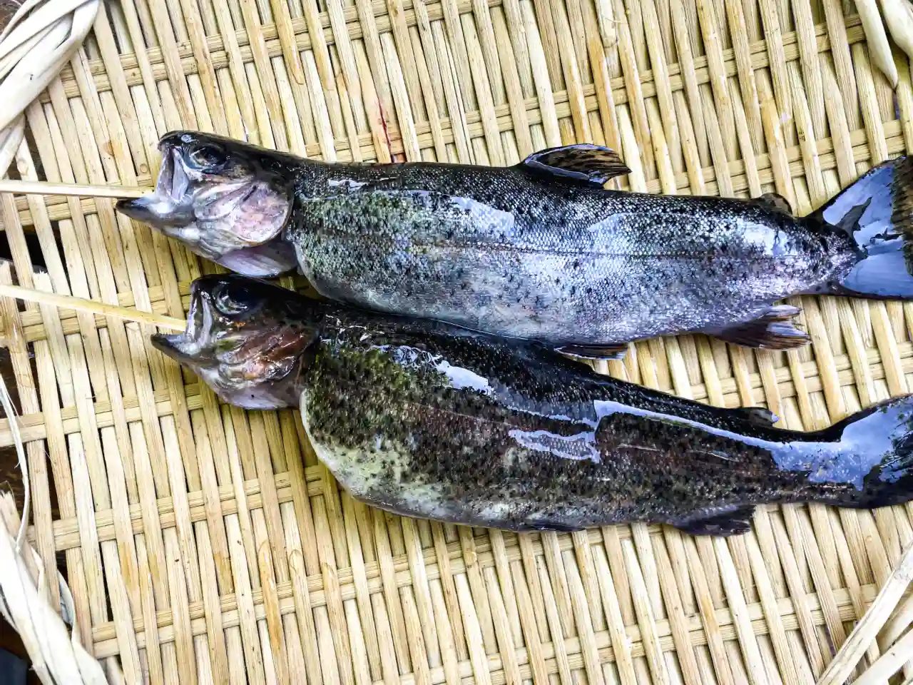 虹鱒與大西洋鮭魚在分類、油脂、口感與食安條件上皆有差異;虹鱒高蛋白低脂、維生素E含量亮眼,肉質緊實清爽,適合熟食料理,選購時應確認魚種與來源。