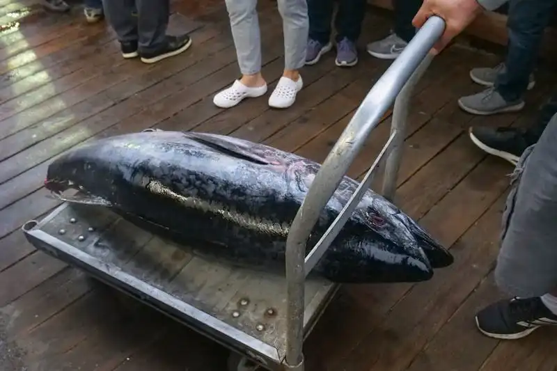 屏東東港為黑鮪魚主要漁港，年捕獲占比高，歷經轉型發展觀光季，成為指標產業節慶。採近海延繩釣、當日現捕現售，鮮度與品質領先全台。