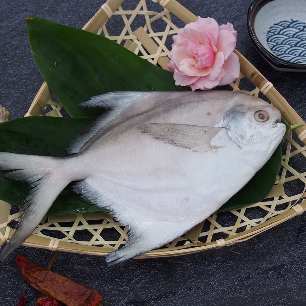 白鯧