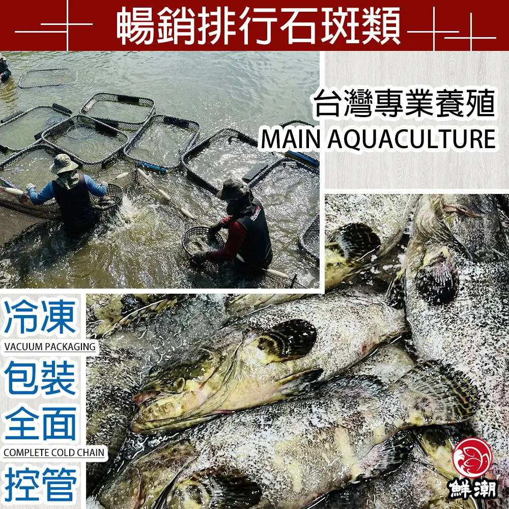 三去龍虎斑，台灣無毒養殖