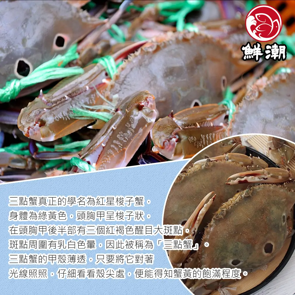 三點蟹，專門挑選殼薄好剝、肉質極致細嫩的精華