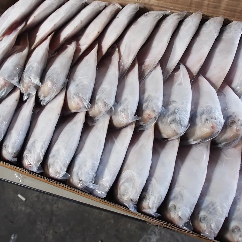 白鯧 - 整件出貨
